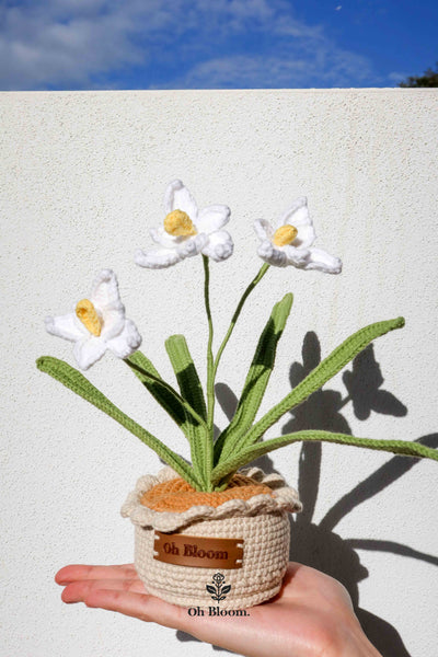 Orchid Pot