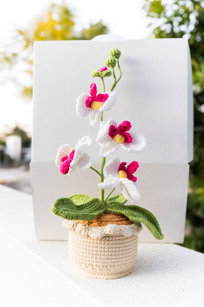 [Pre-Order] Moth Orchid