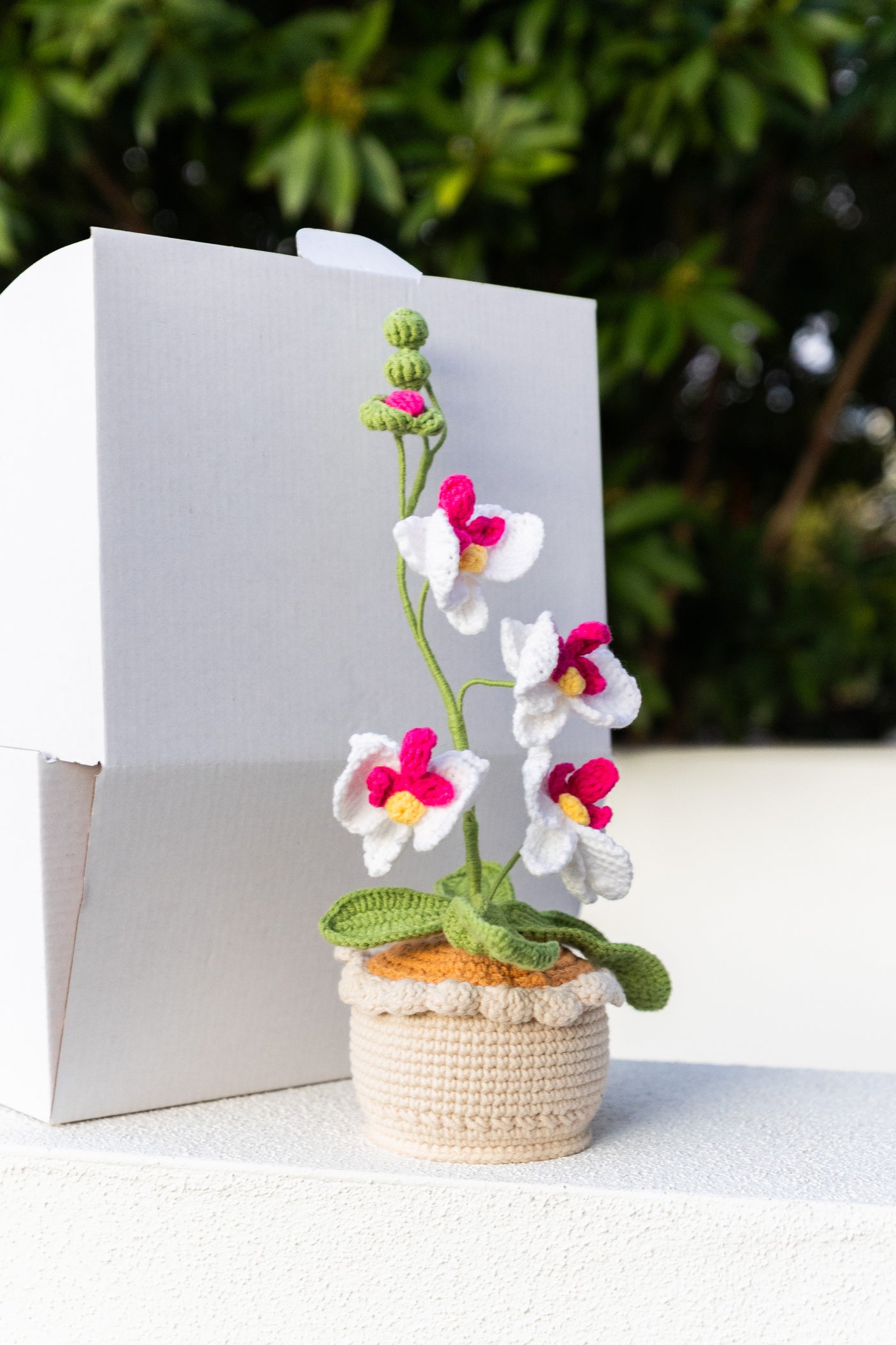 [Pre-Order] Moth Orchid