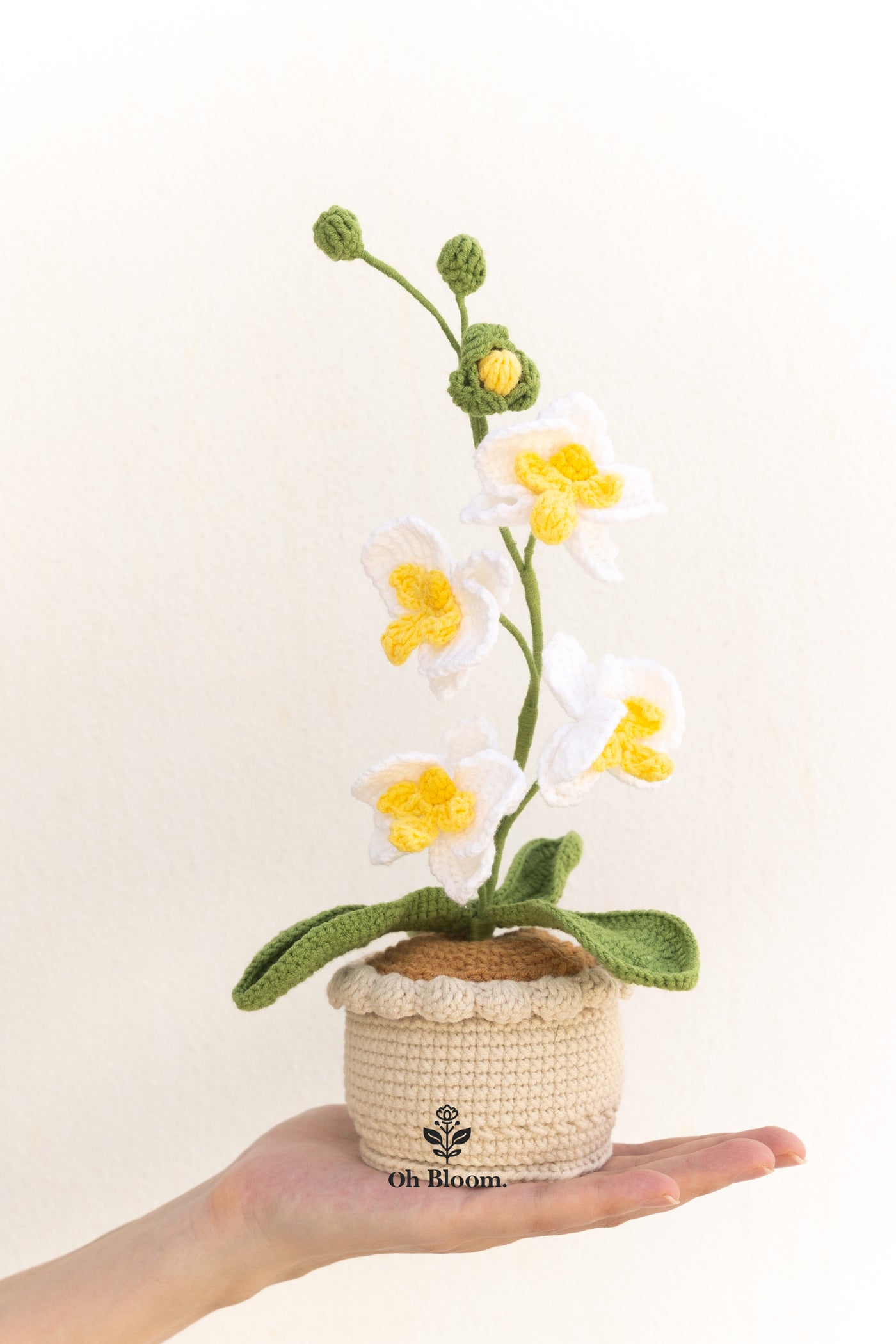 [Pre-Order] Moth Orchid