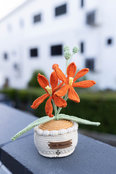 Crocosmia Pot