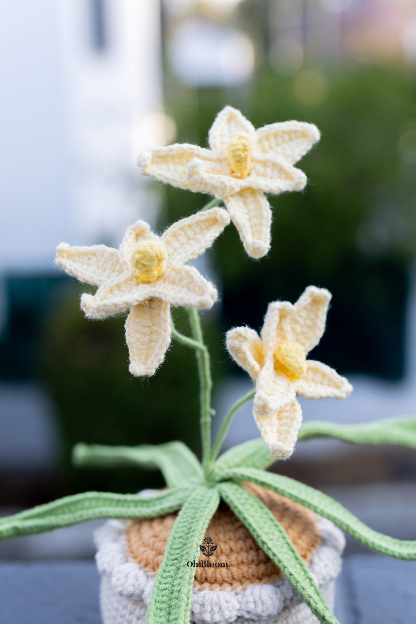 Orchid Pot