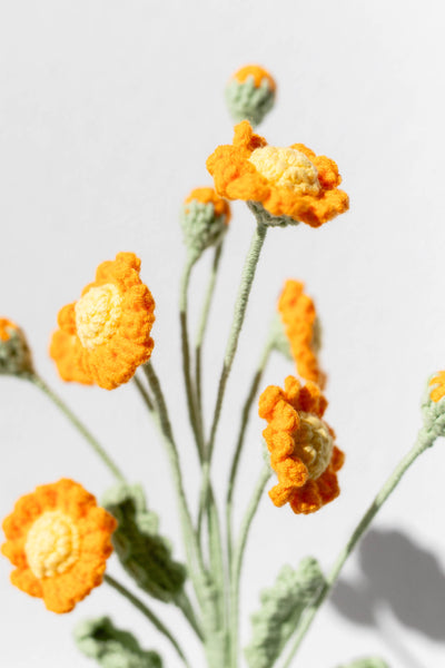 Daisy - The Cheerful Mornings