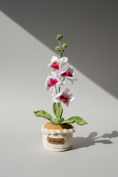 Moth Orchid - The Elegant Serenity