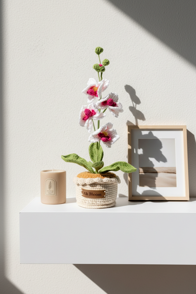 Moth Orchid - The Elegant Serenity