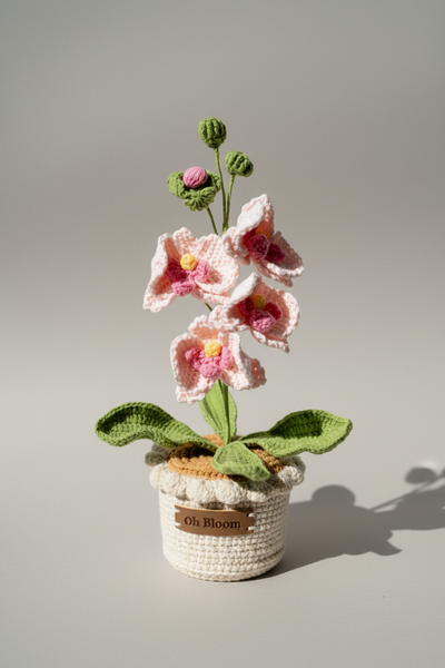 Moth Orchid - The Elegant Serenity