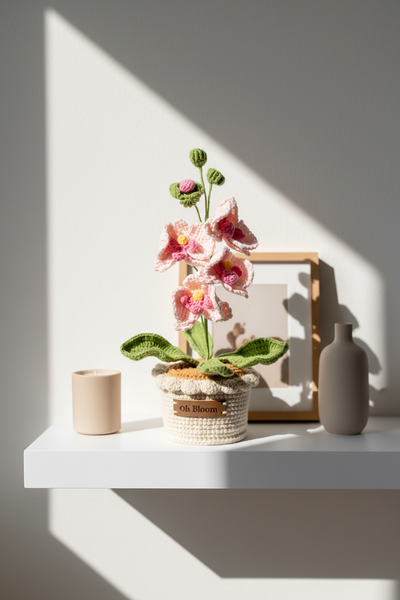 Moth Orchid - The Elegant Serenity