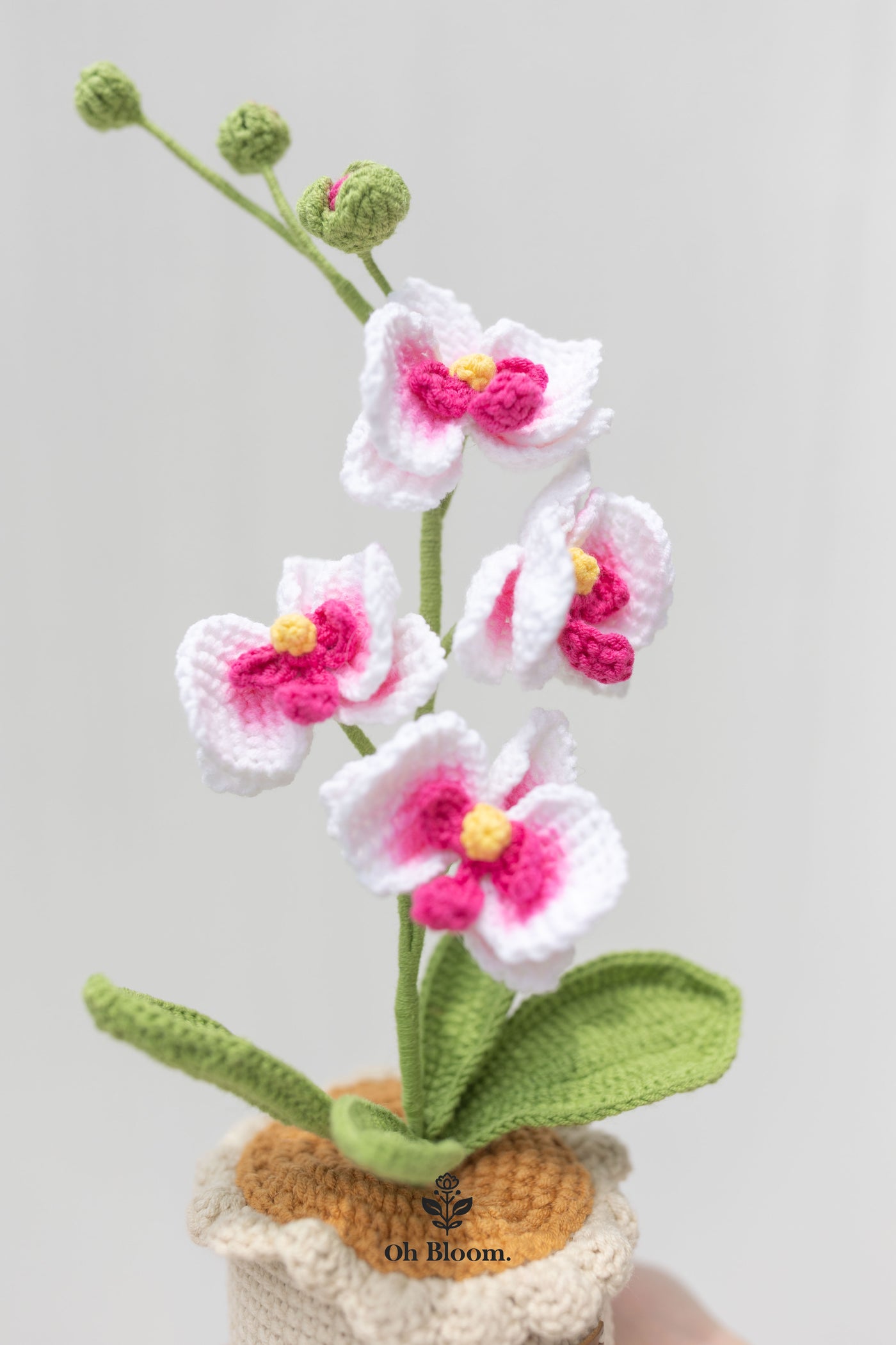 Moth Orchid