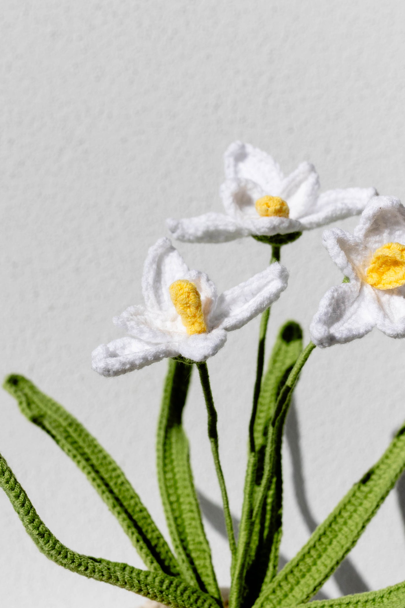 Orchid - The Graceful Sanctuary