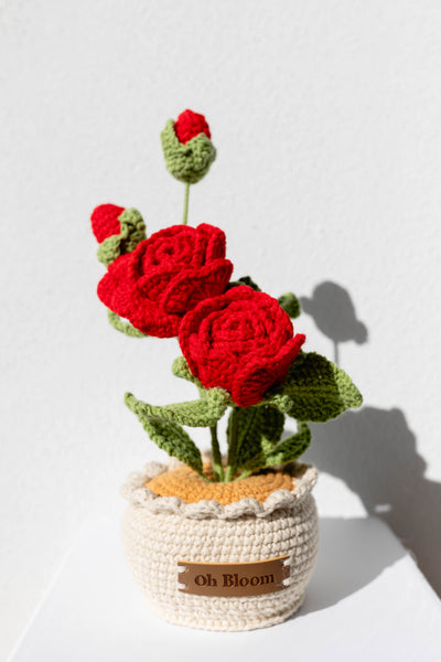 Rose - The Timeless Romance